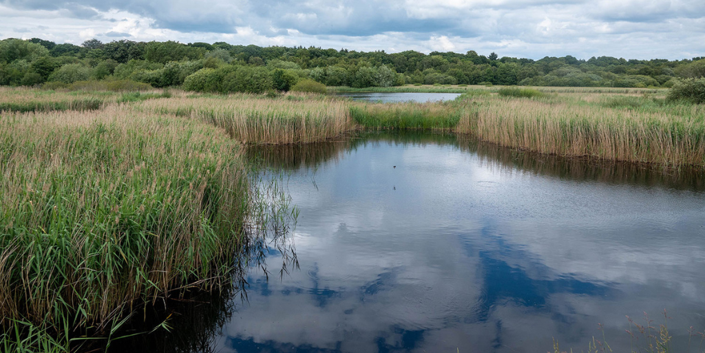 Gosforth Nature Reserve