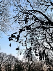 The Shoe Tree in Heaton Park