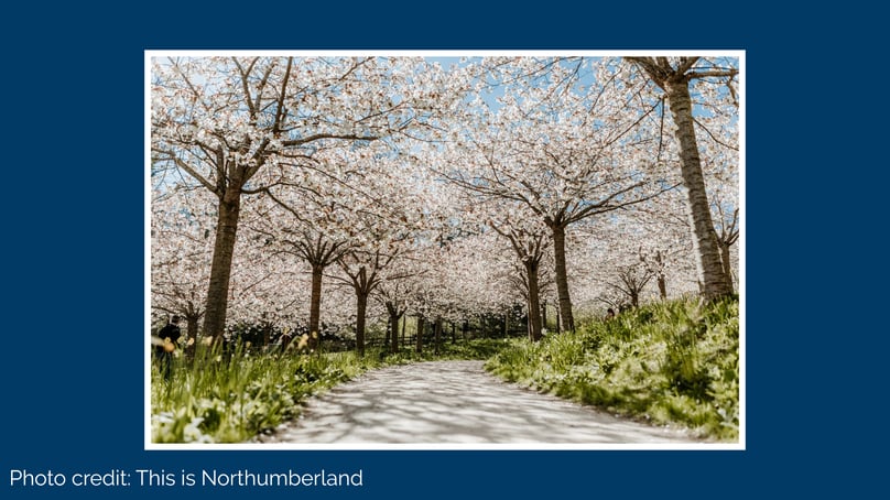 Spring blossoms at Alnwick Gardens