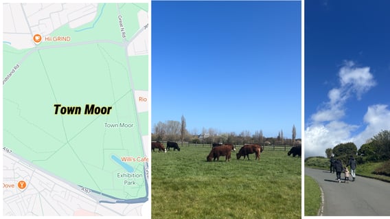 Town Moor, a field of cows in the city, and a family walking along a path