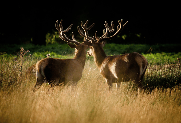 richmond park