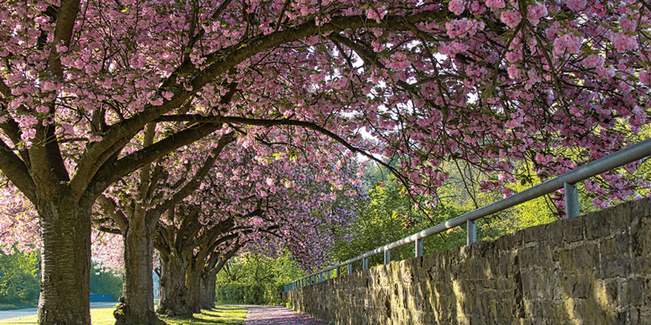 trees