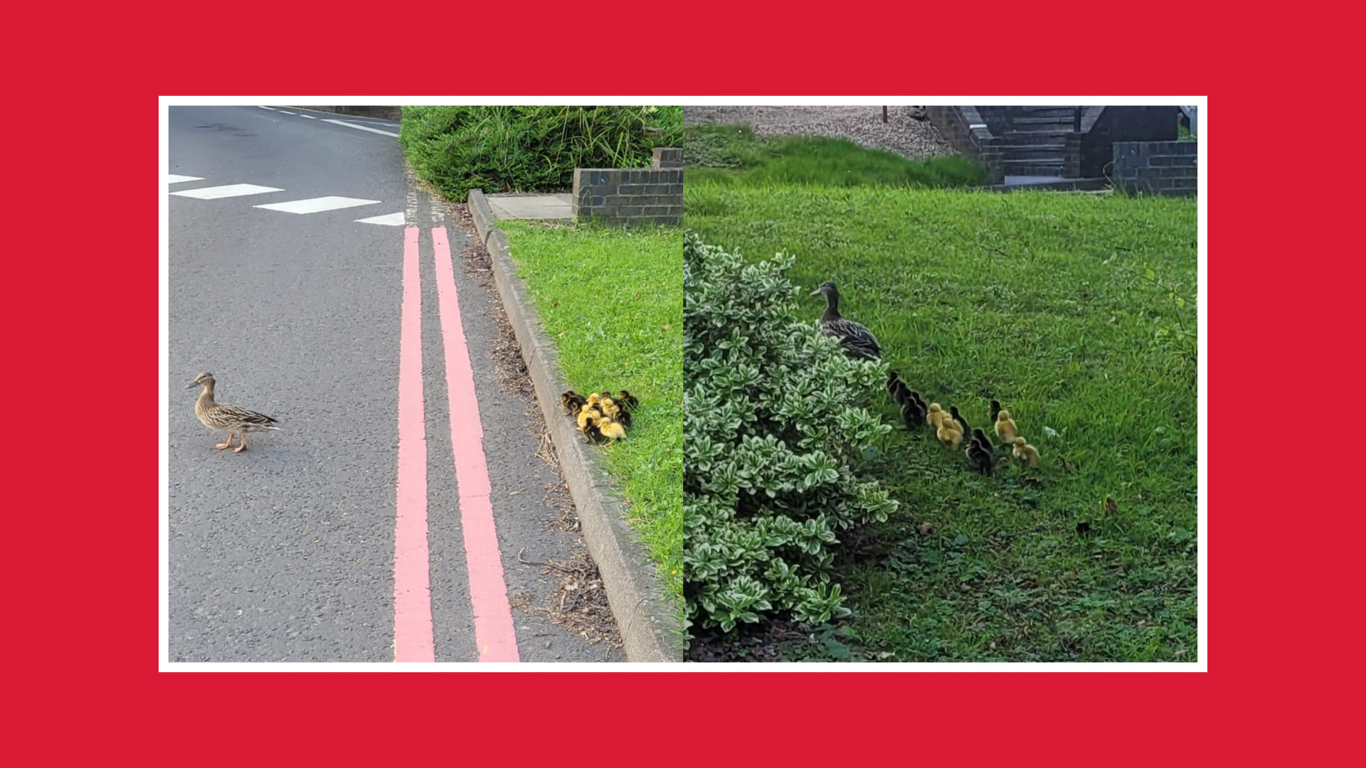 ducks on campus